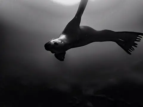Vivian Island sea lion freediving