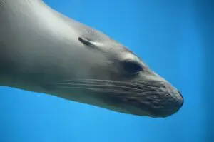 How we are made to hold our breath, and why we will never be seals