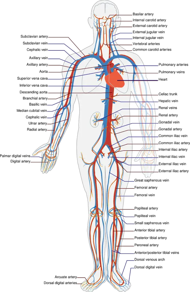 The peripheral chemoreceptors are carotid bodies in the neck, and aortic bodies closer to the heart. They are named after the arteries that they occur in. The central chemoreceptors monitor the cerebrospinal fluid. (Image: physiologyonline.org)